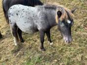 Poney type Shetland