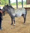 Poney type Shetland