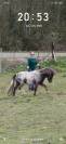 Poney type Shetland