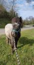 Poney type Shetland