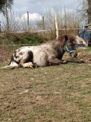 Poney type Shetland