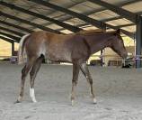 TEXAS ON THE ROCK - 2026 AQHA Sorrel Rouan Rabicano