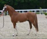 PONEY WELSH 