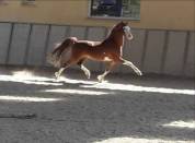 PONEY WELSH 