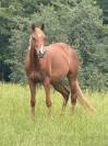 Magnifique ponette D de sport 