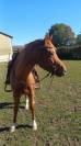 Cheval &agrave; vendre 