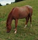 Cheval &agrave; vendre 