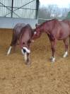 Cheval &agrave; vendre 