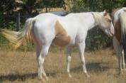Jeune Paint horse pp