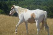 Jeune Paint horse pp