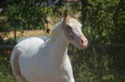 Jeune Paint horse pp