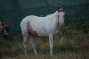 Jeune Paint horse pp