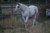 Jeune Paint horse pp