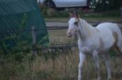 Jeune Paint horse pp