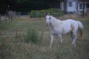 Jeune Paint horse pp