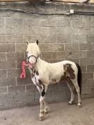 Cheval miniature am&eacute;ricain 