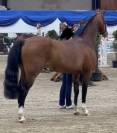 Veulen (vr) Franse rijpony PFS Te koop 2026 Lichte manen en staart ,  DOUBLE PLEASURE