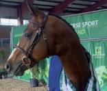 Veulen (vr) Franse rijpony PFS Te koop 2026 Lichte manen en staart ,  DOUBLE PLEASURE