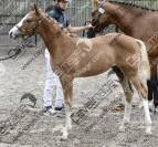 Veulen (vr) Franse rijpony PFS Te koop 2026 Lichte manen en staart ,  DOUBLE PLEASURE
