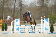 Jument de sport 