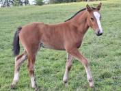 Jolie pouliche FM &agrave; vendre