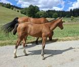 Jolie pouliche FM &agrave; vendre