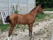 Jolie pouliche FM &agrave; vendre