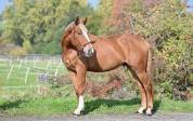 Hongre SBS 4 ans 