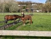 Hongre SBS 4 ans 
