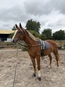 Hongre SBS 4 ans 