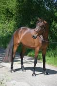 Hongre, 3 ans, pour Dressage
