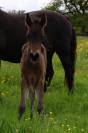 Foal m&acirc;le connemara