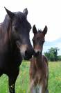 Foal m&acirc;le connemara