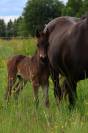 Foal m&acirc;le connemara