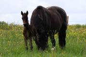 Foal m&acirc;le connemara