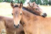Foal m&acirc;le connemara