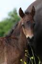 Foal m&acirc;le connemara