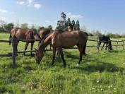 Vendo baia 9 anni, doc. Weatherbys, adatta a trekking