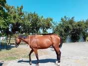 Vendo baia 9 anni, doc. Weatherbys, adatta a trekking