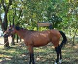 Vendo baia 9 anni, doc. Weatherbys, adatta a trekking