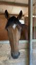 Vendo baia 9 anni, doc. Weatherbys, adatta a trekking