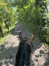 Vendo baia 9 anni, doc. Weatherbys, adatta a trekking