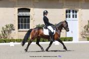 Ruin Franse rijpony PFS Te koop 2013 Bruin / Bai