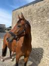 Jument de 4 ans &agrave; vendre 