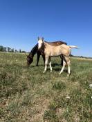 Poulain Paint Horse PP