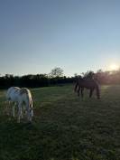 Poulain Paint Horse PP