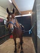 Franche montagne 5 ans 