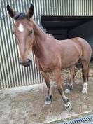 Franche montagne 5 ans 