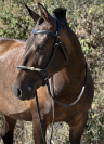 Jument pur sang lusitanien 5ans 