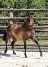 Jument pur sang lusitanien 5ans 